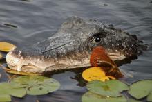 mrapedovo zvířátko...