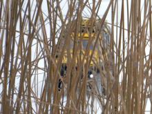 Dejvův auťák v rákosí